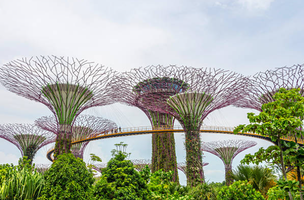 Supertree Grove at Gardens by the Bay Singapore night lights
