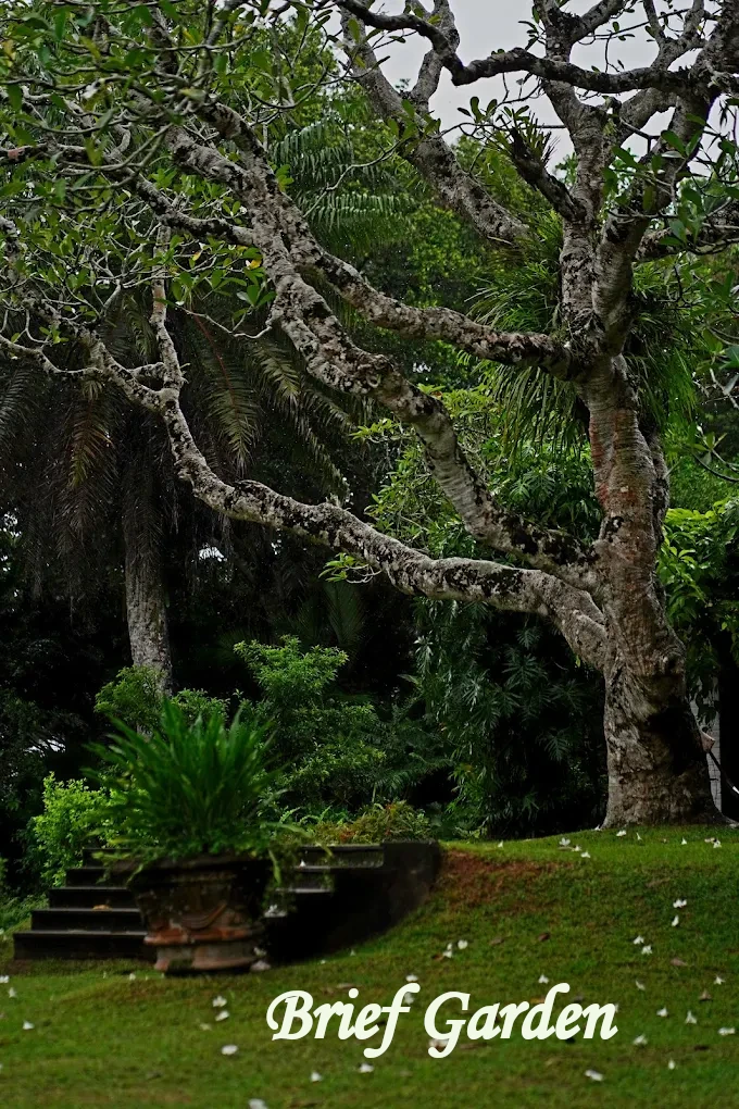 Brief Garden in Bentota, Sri Lanka surrounded by lush tropical greenery