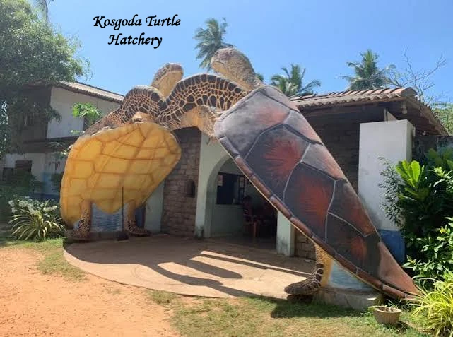 Kosgoda Turtle Hatchery in Sri Lanka with sea turtles