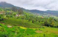 Scenic view of Ooty Hill Station surrounded by lush green tea estates and misty Nilgiri mountains, Tamil Nadu