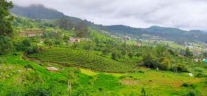 Scenic view of Ooty Hill Station surrounded by lush green tea estates and misty Nilgiri mountains, Tamil Nadu