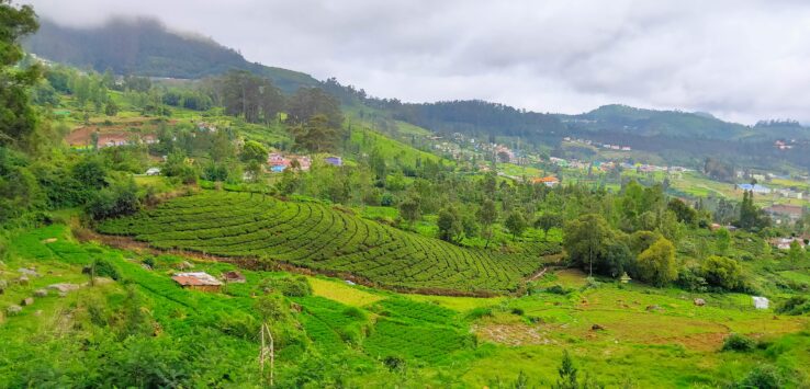 Scenic view of Ooty Hill Station surrounded by lush green tea estates and misty Nilgiri mountains, Tamil Nadu