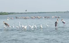 Aerial view of Pulicat Lake lagoon with fishing boats and coastal village landscape near Pazhaverkadu in Tamil Nadu.