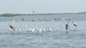 Pulicat Lake Aerial view of Pulicat Lake lagoon with fishing boats and coastal village landscape near Pazhaverkadu in Tamil Nadu.