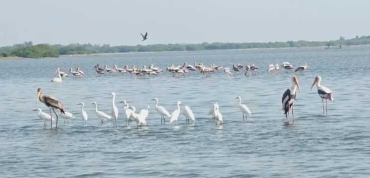 Aerial view of Pulicat Lake lagoon with fishing boats and coastal village landscape near Pazhaverkadu in Tamil Nadu.
