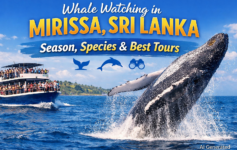 Beautiful scenic view of Sri Lanka featuring lush green landscapes, mountains, and tropical nature