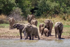 Herd of elephants approaching a lake surrounded by trees in a natural forest landscape