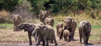Herd of elephants approaching a lake surrounded by trees in a natural forest landscape