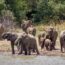 Herd of elephants approaching a lake surrounded by trees in a natural forest landscape