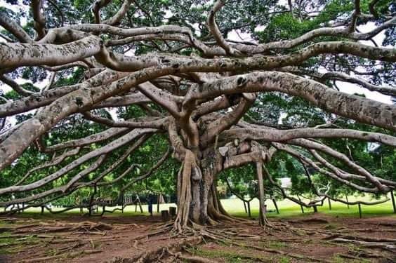 Giant Javan Fig Tree at Royal Botanical Gardens Peradeniya spreading its massive aerial roots across 19375 square feet in Kandy Sri Lanka