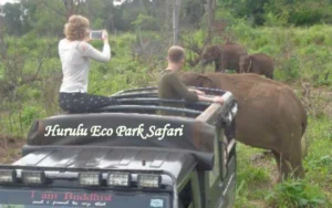 Wild elephants at Hurulu Eco Park during a jeep safari in Sri Lanka
