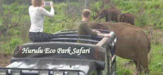 Wild elephants at Hurulu Eco Park during a jeep safari in Sri Lanka