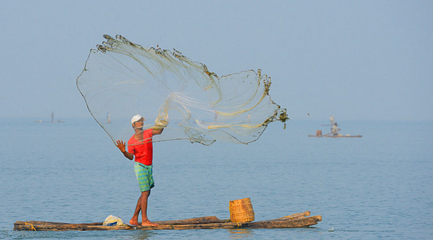 Flock of flamingos standing in the shallow waters of Pulicat Lake wetland near Pazhaverkadu.