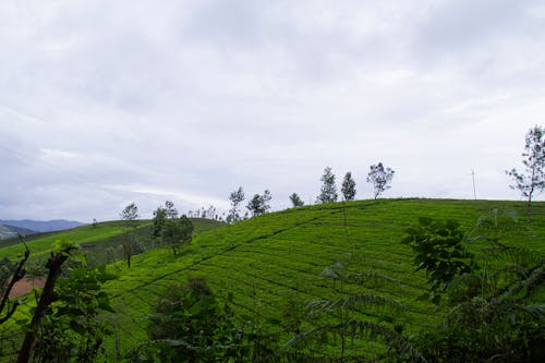Beautiful landscape of Ooty hill station in Tamil Nadu with lush green tea plantations, misty Nilgiri hills, and cool scenic views