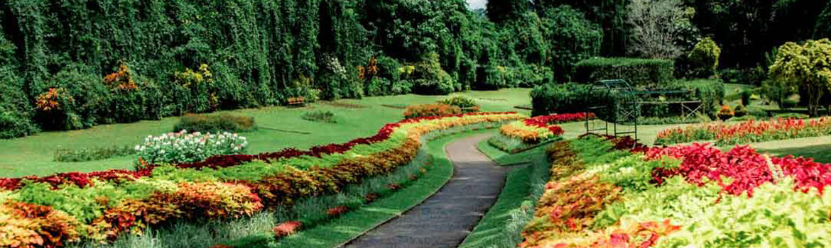 Royal Botanical Gardens Peradeniya – sweeping view of the iconic Avenue of Royal Palms surrounded by lush tropical greenery in Kandy Sri Lanka