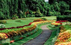 Royal Botanical Gardens Peradeniya – sweeping view of the iconic Avenue of Royal Palms surrounded by lush tropical greenery in Kandy Sri Lanka