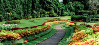 Royal Botanical Gardens Peradeniya – sweeping view of the iconic Avenue of Royal Palms surrounded by lush tropical greenery in Kandy Sri Lanka