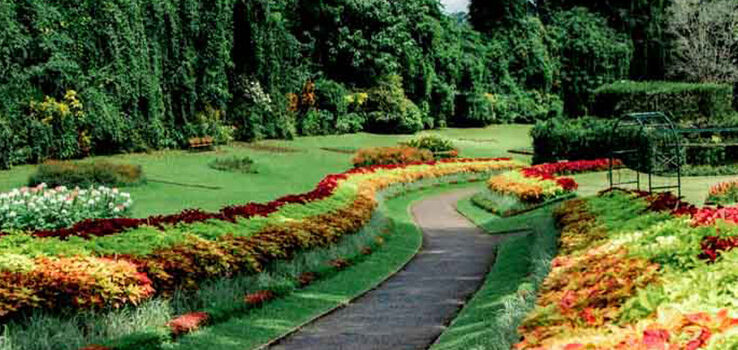 Royal Botanical Gardens Peradeniya – sweeping view of the iconic Avenue of Royal Palms surrounded by lush tropical greenery in Kandy Sri Lanka