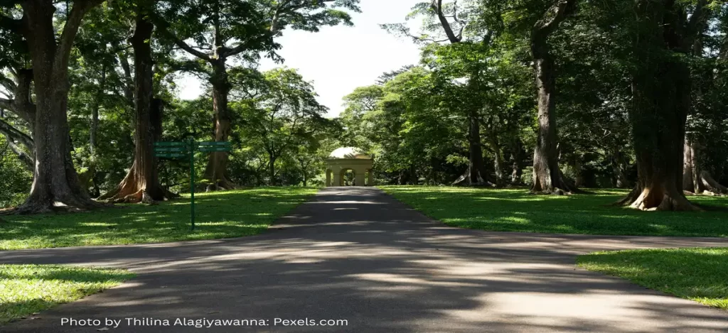 Lush green pathways and tropical plants at Royal Botanical Gardens in Peradeniya, Sri Lanka