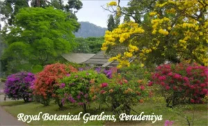 https://rydetravel.com/wp-content/uploads/2026/03/royal_botanical_garden_peradeniya.webp