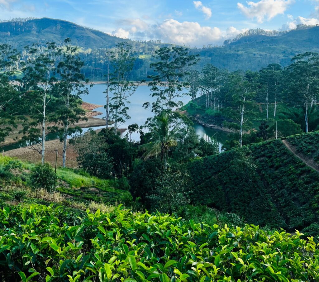 Scenic view of lush green tea plantations in Sri Lanka with rolling hills, misty valleys, and a waterfall cascading down a cliff - Pekoe Trail