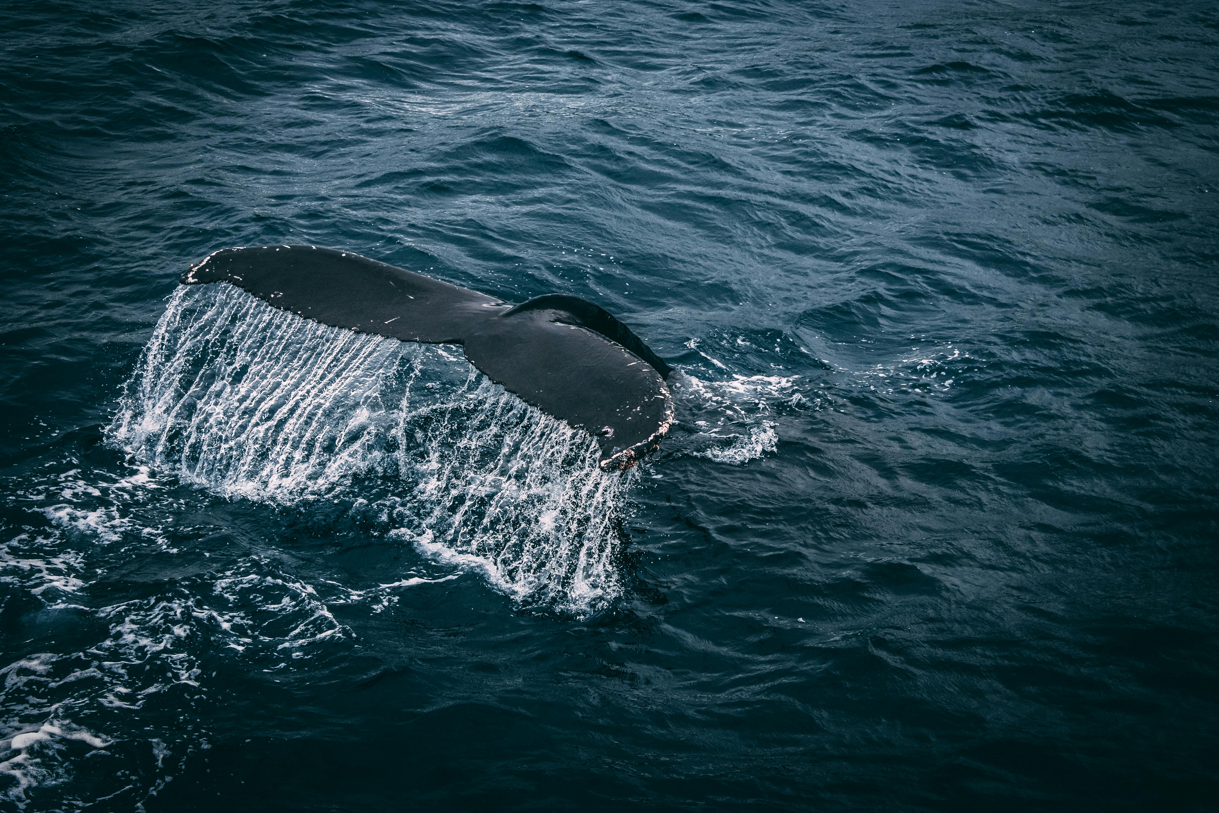 Blue whale surfacing during whale watching tour in Mirissa, Sri Lanka