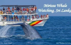 Blue whale surfacing during a whale watching tour off the coast of Sri Lanka