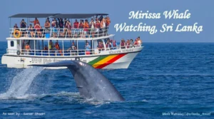 Blue whale surfacing during a whale watching tour off the coast of Sri Lanka