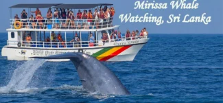 Blue whale surfacing during a whale watching tour off the coast of Sri Lanka