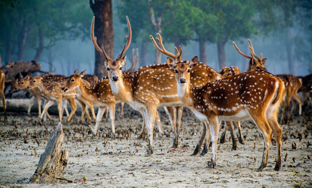 Dense jungle forest with wildlife scenery in India showcasing natural beauty and adventure travel