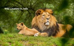 Wild animals in a national park in India during a jungle safari