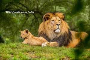 Wild animals in a national park in India during a jungle safari
