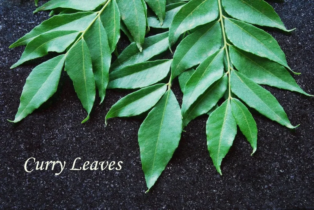 Fresh curry leaves (Karuveppilai) arranged on a dark background