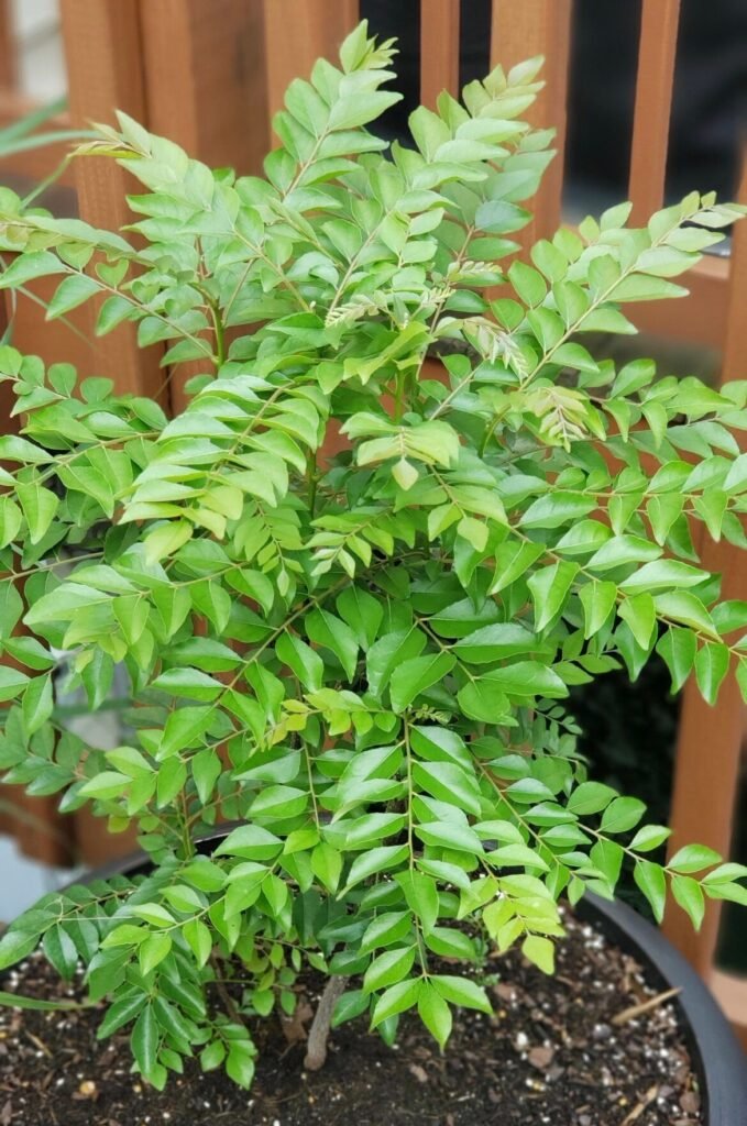 Siddha Fresh curry leaves (Murraya koenigii) used in Siddha medicine and South Indian cooking