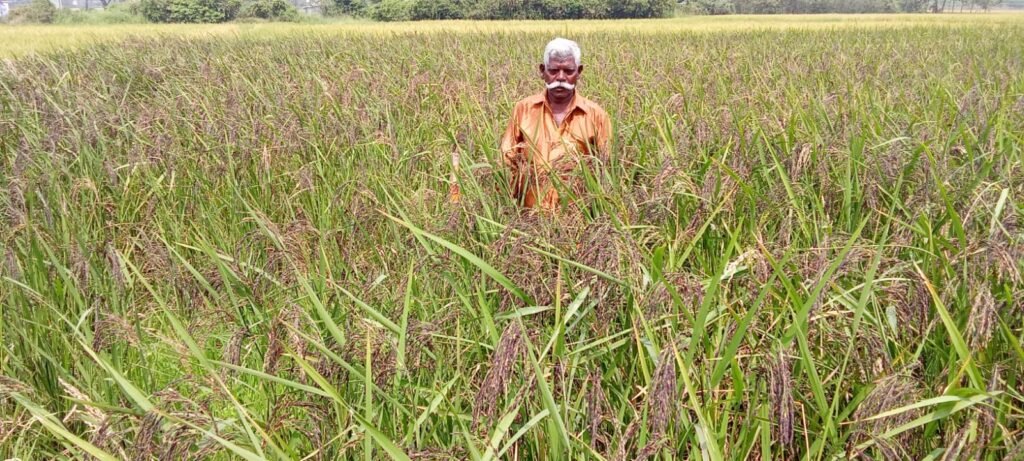 Organic Fertilizers Green agricultural field with crops growing under natural sunlight