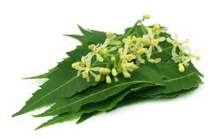 Infographic showing Siddha medicinal leaves in Tamil Nadu including Thuthuvalai, Mudakathan, Ranakalli, Neem and Vallarai with benefits