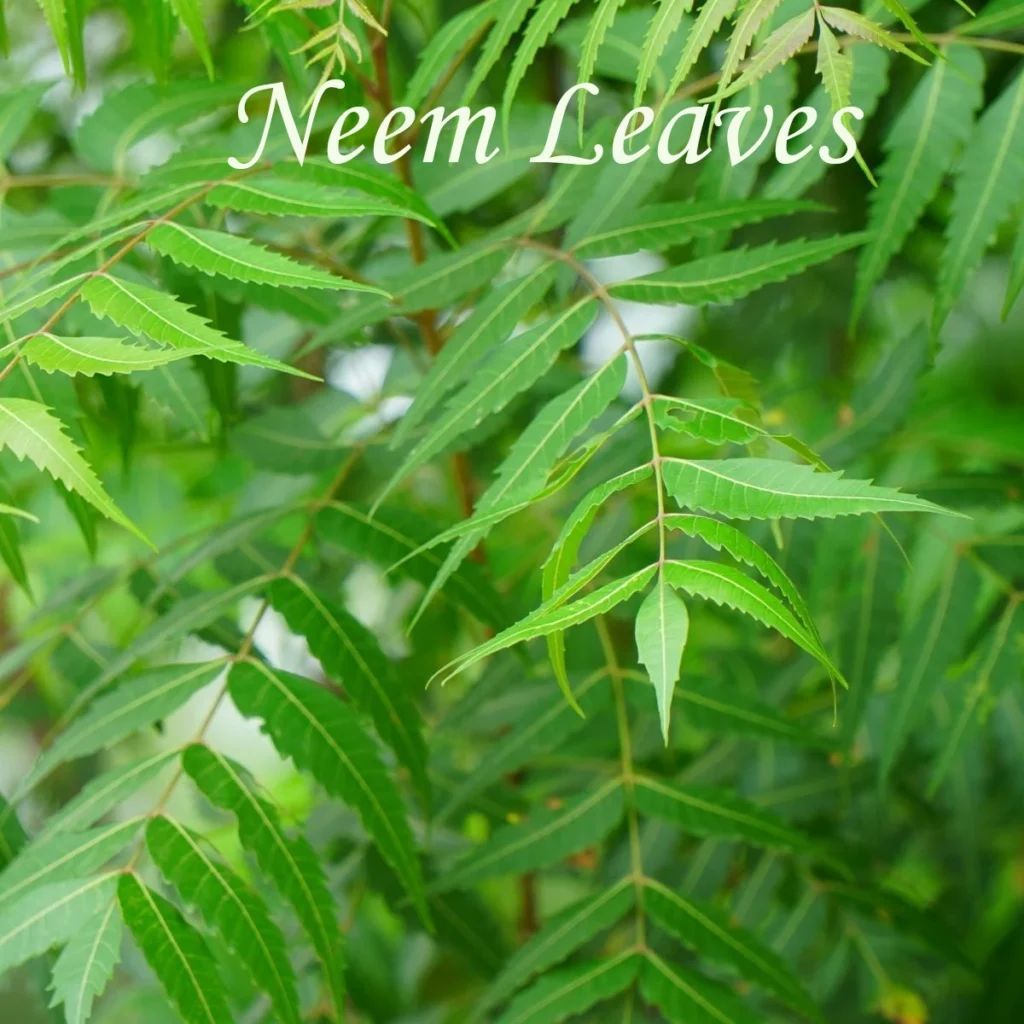 Fresh green neem leaves on a neem tree