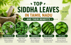 Siddha medicinal leaves in Tamil Nadu including Thuthuvalai, Mudakathan, Ranakalli, Neem and Vallarai with health benefits Top Siddha medicinal leaves in Tamil Nadu including Thuthuvalai, Mudakathan, Ranakalli, Neem and Vallarai with health be Siddha medicinal leaves in Tamil Nadu including Thuthuvalai, Mudakathan, Ranakalli, Neem and Vallarai with health benefits