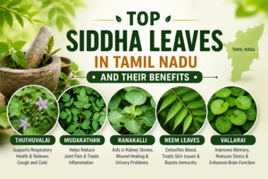 Siddha medicinal leaves in Tamil Nadu including Thuthuvalai, Mudakathan, Ranakalli, Neem and Vallarai with health benefits Top Siddha medicinal leaves in Tamil Nadu including Thuthuvalai, Mudakathan, Ranakalli, Neem and Vallarai with health be Siddha medicinal leaves in Tamil Nadu including Thuthuvalai, Mudakathan, Ranakalli, Neem and Vallarai with health benefits