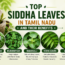 Siddha medicinal leaves in Tamil Nadu including Thuthuvalai, Mudakathan, Ranakalli, Neem and Vallarai with health benefits Top Siddha medicinal leaves in Tamil Nadu including Thuthuvalai, Mudakathan, Ranakalli, Neem and Vallarai with health be Siddha medicinal leaves in Tamil Nadu including Thuthuvalai, Mudakathan, Ranakalli, Neem and Vallarai with health benefits