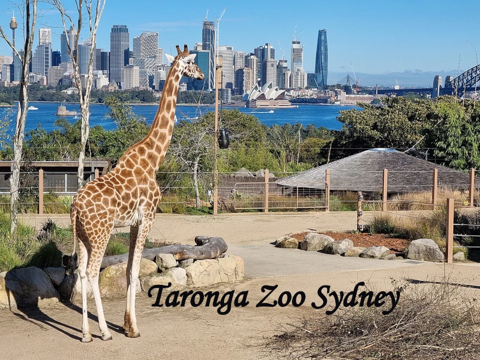 Taronga Zoo with Sydney Harbour views in the background