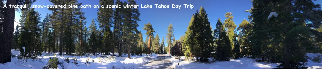 Lake Tahoe day trip – tranquil snow-covered pine trees