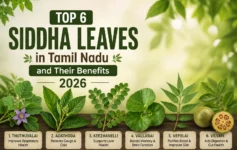 Top 6 Siddha leaves in Tamil Nadu and their benefits, including Thuthuvalai, Adathoda, Keezhanelli, Vallarai, Vepilai, and Vilvam.