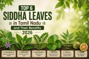Top 6 Siddha leaves in Tamil Nadu and their benefits, including Thuthuvalai, Adathoda, Keezhanelli, Vallarai, Vepilai, and Vilvam.