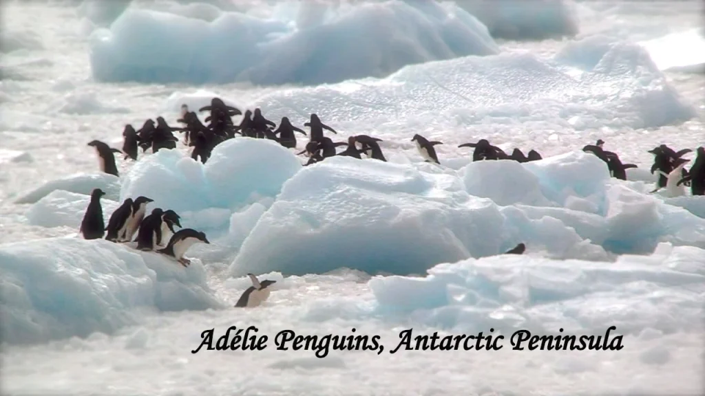 Adelie penguins standing on ice in the Antarctic Peninsula