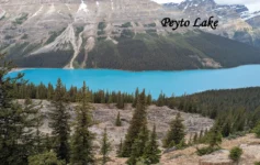 Banff National Park tours featuring the turquoise waters of Peyto Lake surrounded by evergreen forests and dramatic Canadian Rockies.