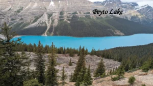 Banff National Park tours featuring the turquoise waters of Peyto Lake surrounded by evergreen forests and dramatic Canadian Rockies.