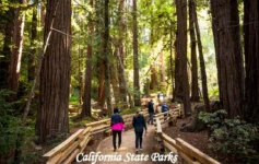 California Tourist Places 2026 – California State Parks with scenic redwood forests
