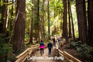 California Tourist Places 2026 – California State Parks with scenic redwood forests