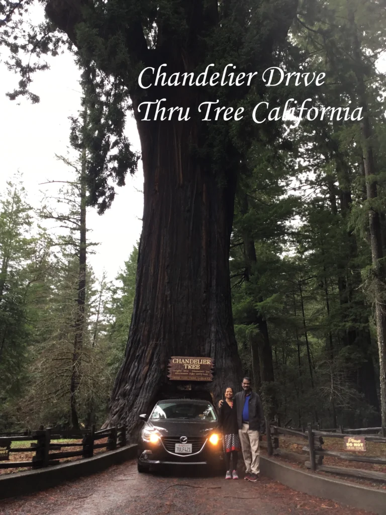 Chandelier Drive-Thru Tree California